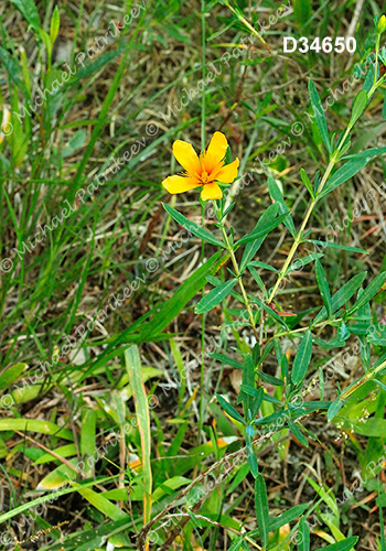 Kalm's St. John's-wort (Hypericum kalmianum)